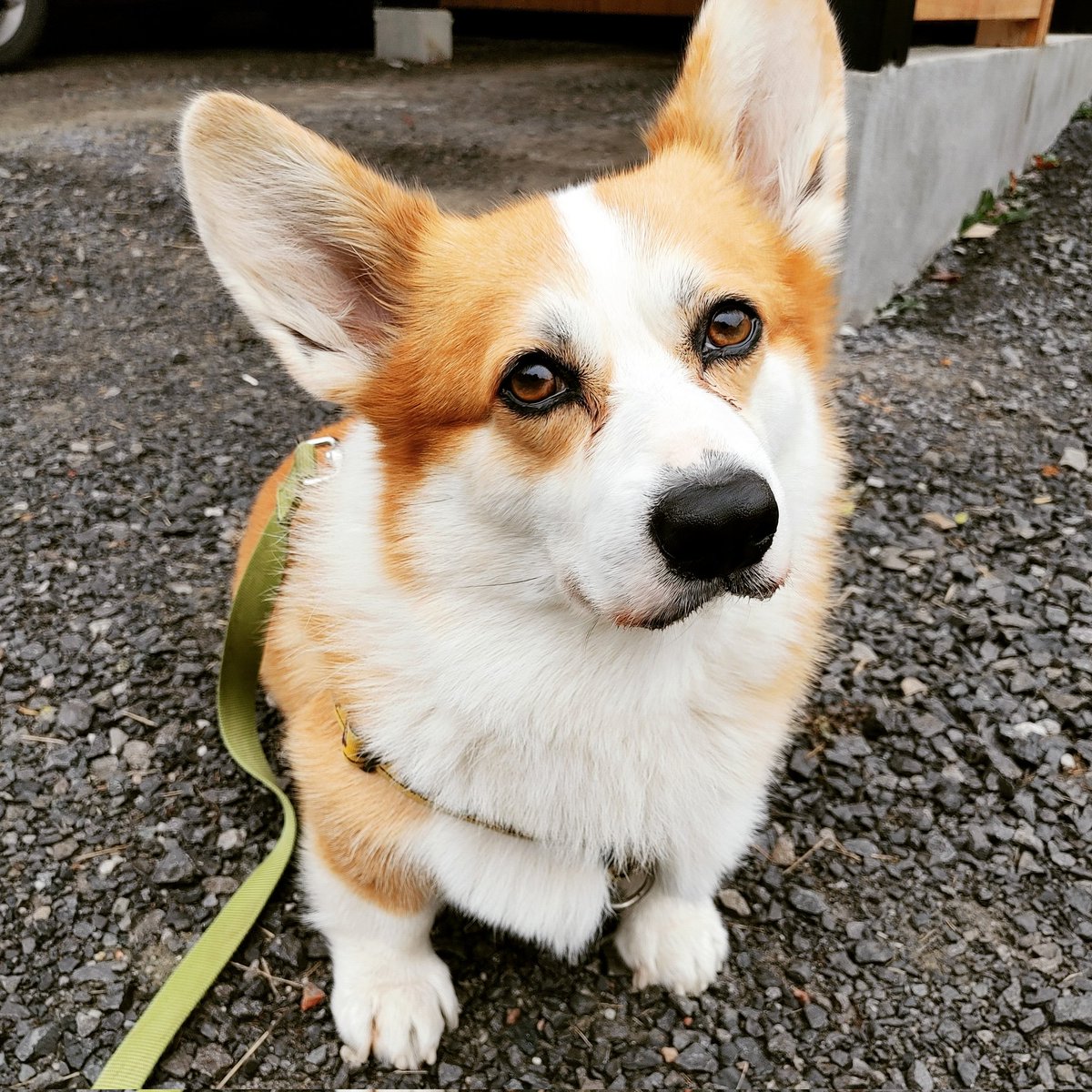 anneandarthur's tweet photo. C'est la journée nationale des chiens courts donc on vous présente Frodo le Corgi. Ce qu'il n'a pas en longueur de pattes, il le vaut en adorabilité. / Today is national short dog day and we're presenting Frodo the Corgi. What he lacks in leg length, he makes up in cuteness. 😄 https://t.co/aoYmIduL5u