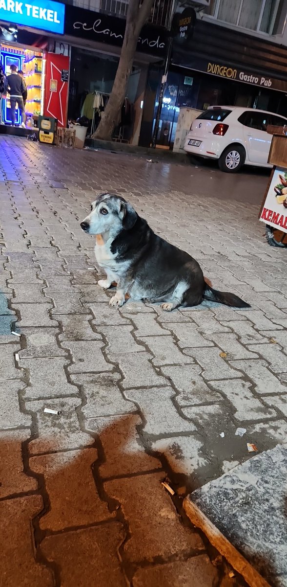 Görünce kahkaha atıp 25 dk özür dilediğim o köpek