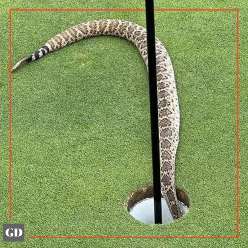 GolfDigest's tweet photo. Um ... nope!