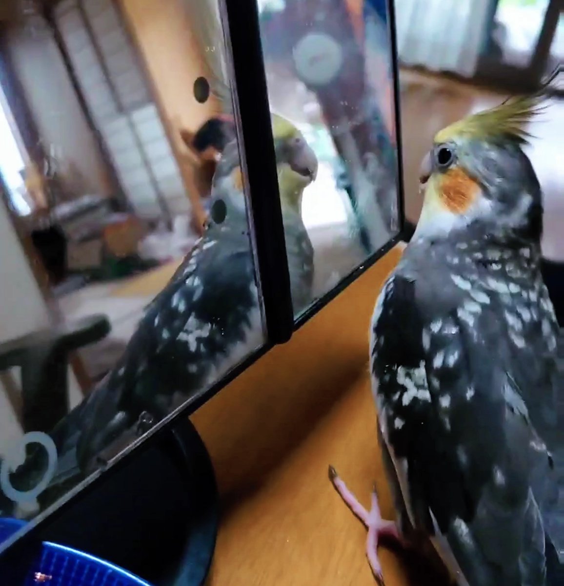 kasave_95's tweet photo. 12/8  うちのオカメインコを迷子にしてしまいました。

特徴
全体的にグレー、顔は黄色、ほっぺはオレンジ。白い点々模様があります。パール種です。
ピタゴラスイッチを歌います。
ぴーちゃん、こんぺいちゃんと鳴くこともあります。長野県長野市です。
皆さん助けてください。 https://t.co/VrMr6qroHg