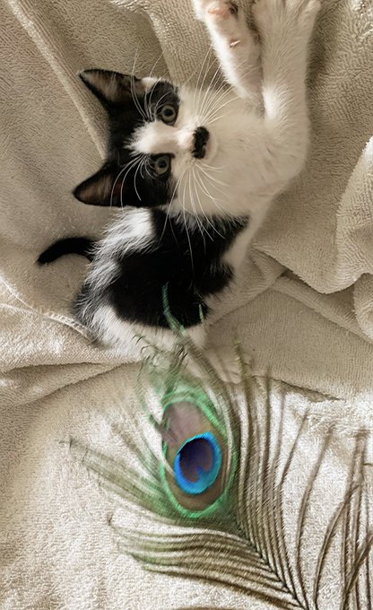 ❤️🥸😽 This is &ldquo;CHAPLIN&rdquo; - the orphaned moustache kitten. We&rsquo;re trying to find it a good new home and loving<a href="/tag/heart"class="tags"><span>#heart</span></a><a href="/tag/art"class="tags"><span>#art</span></a><a href="/tag/artwork"class="tags"><span>#artwork</span></a><a href="/tag/artist"class="tags"><span>#artist</span></a><a href="/tag/fly"class="tags"><span>#fly</span></a><a href="/tag/artists"class="tags"><span>#artists</span></a><a href="/tag/wings"class="tags"><span>#wings</span></a>