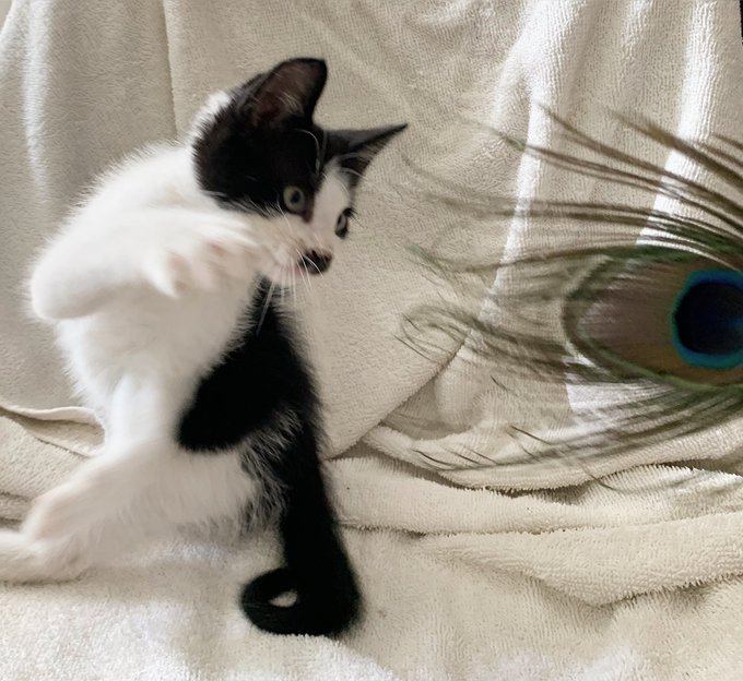 ❤️🥸😽 This is &ldquo;CHAPLIN&rdquo; - the orphaned moustache kitten. We&rsquo;re trying to find it a good new home and loving<a href="/tag/heart"class="tags"><span>#heart</span></a><a href="/tag/art"class="tags"><span>#art</span></a><a href="/tag/artwork"class="tags"><span>#artwork</span></a><a href="/tag/artist"class="tags"><span>#artist</span></a><a href="/tag/fly"class="tags"><span>#fly</span></a><a href="/tag/artists"class="tags"><span>#artists</span></a><a href="/tag/wings"class="tags"><span>#wings</span></a>