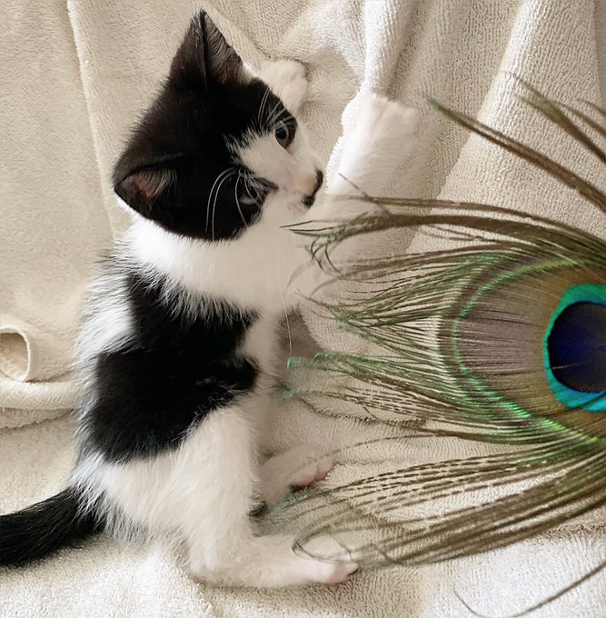 ❤️🥸😽 This is &ldquo;CHAPLIN&rdquo; - the orphaned moustache kitten. We&rsquo;re trying to find it a good new home and loving<a href="/tag/heart"class="tags"><span>#heart</span></a><a href="/tag/art"class="tags"><span>#art</span></a><a href="/tag/artwork"class="tags"><span>#artwork</span></a><a href="/tag/artist"class="tags"><span>#artist</span></a><a href="/tag/fly"class="tags"><span>#fly</span></a><a href="/tag/artists"class="tags"><span>#artists</span></a><a href="/tag/wings"class="tags"><span>#wings</span></a>
