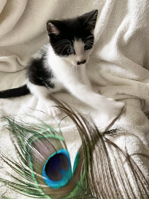 ❤️🥸😽 This is &ldquo;CHAPLIN&rdquo; - the orphaned moustache kitten. We&rsquo;re trying to find it a good new home and loving<a href="/tag/heart"class="tags"><span>#heart</span></a><a href="/tag/art"class="tags"><span>#art</span></a><a href="/tag/artwork"class="tags"><span>#artwork</span></a><a href="/tag/artist"class="tags"><span>#artist</span></a><a href="/tag/fly"class="tags"><span>#fly</span></a><a href="/tag/artists"class="tags"><span>#artists</span></a><a href="/tag/wings"class="tags"><span>#wings</span></a>