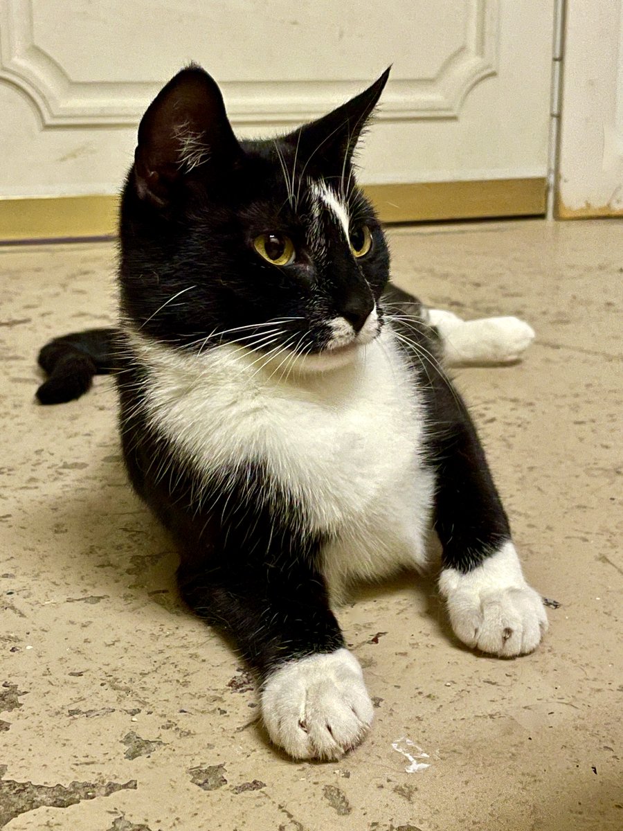 RappCatsAdopt's tweet photo. #GoodMorning from #Hope. She was rescued in late Oct f/hoarder situation. Then: she seemed blind, had what looked like small seizures. Now: no seizures, vision's good! #Stress is powerful😿 She's lovely. #adoptdontshop #cat #cats #FridayVibes #pets #Virginia #DC #NoVA #luv #love https://t.co/x97WFSdyLM