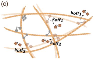 New work from undergraduate extraordinaire Ora shows that two dominant timescales of cytoskeletal crosslinking govern the cell's viscoelastic response. 
journals.aps.org/prresearch/pdf…