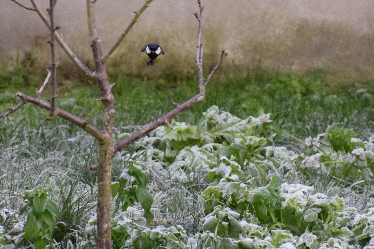 HayesHants's tweet photo. 📷 Out with the #nikon This, today's favourite shot #greattit in #flight 

#amaturephotographer #amaturephotography #birdphotography #birdsinflight #BirdsOfTwitter
#naturephotography #naturecolours 
#outdoors #hobbyphotography
#hobbyphotos 
#lucky #namaste🙏🏼 https://t.co/cf12BLDZzQ