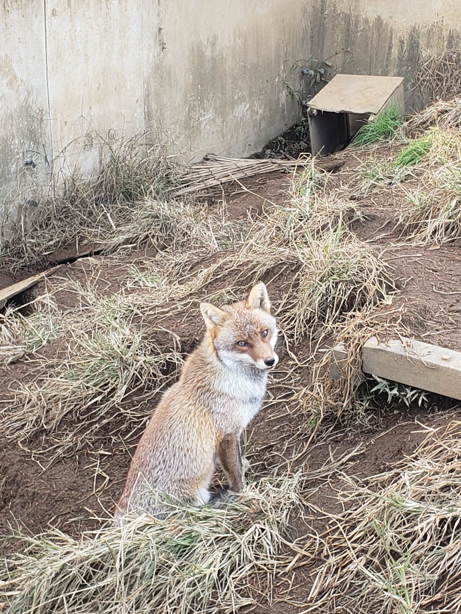 「(また居るよこの人…)って目で見てくるキツネ 」|🏝もかちーの🦊のイラスト