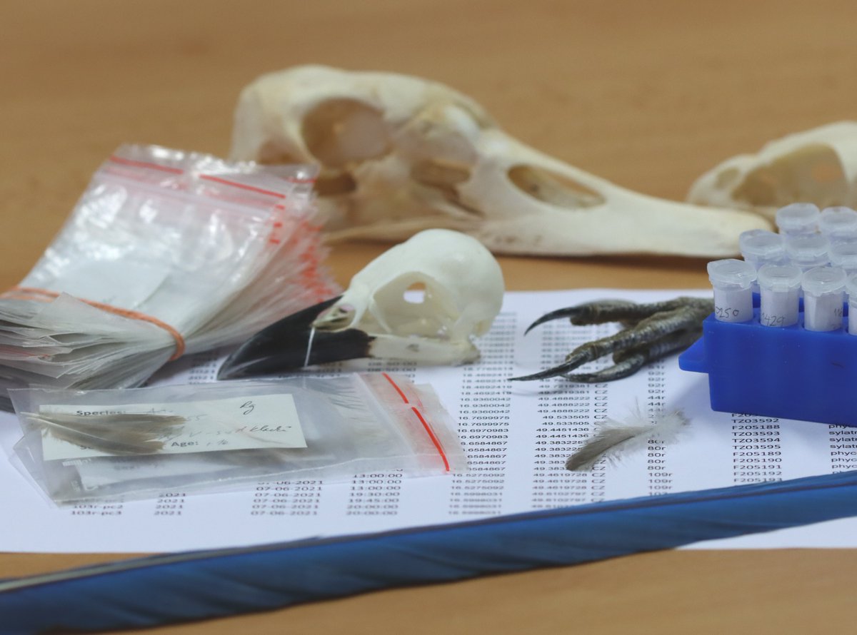 AviSample Network tweet media