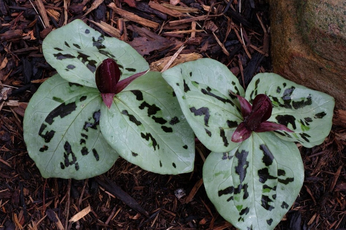HPSO is excited to host Jeremy Schmidt in a Zoom Program, 'Trilliums in the Southeast', where we'll discover a passion for these beautiful plants.