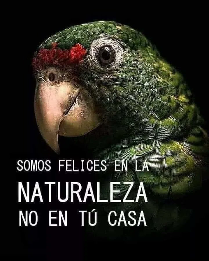 Son felices en la naturaleza, no en tu casa 🐦