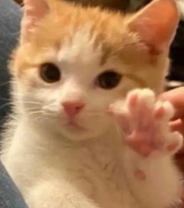 Neo_Nized's tweet image. Sorry for not posting much lately! 👉👈
I‘m really overwhelming myself with trying to be active on two accounts at the same time.
I hope I can post more art in the next comming weeks &amp;amp; following year. 🌈
I hope ur all good &amp;lt;3