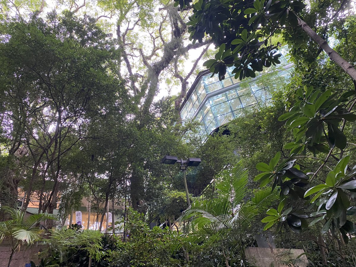 CristinaTVNews's tweet photo. A quick respite during my fatherβs recovery brought me to this small forest/grove outside @hospitalmoinhos. Here one can believe all things are possibleβ¦ #SmallSuccesses #EveryDayIsANewDay https://t.co/odeCbZyuRe