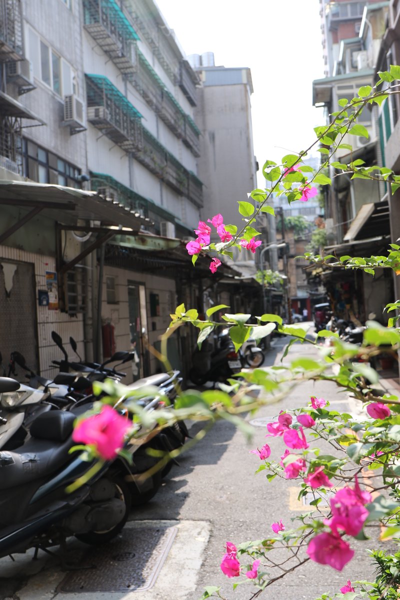 h728's tweet photo. 路地裏に咲く花

https://t.co/1YCAnJA0DW

#写真 #photo #フォト #風景写真 #路地裏 #alley #offstreet #花 #Flower #台湾 #taiwan https://t.co/NHBgjh7qeA