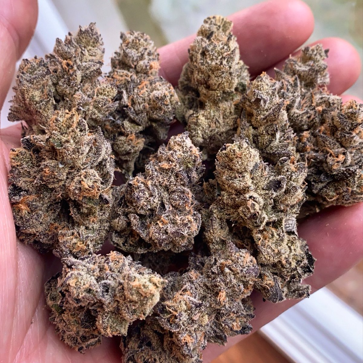 Nuggets!!!!!! #exoticgenetix #itsalifestyle