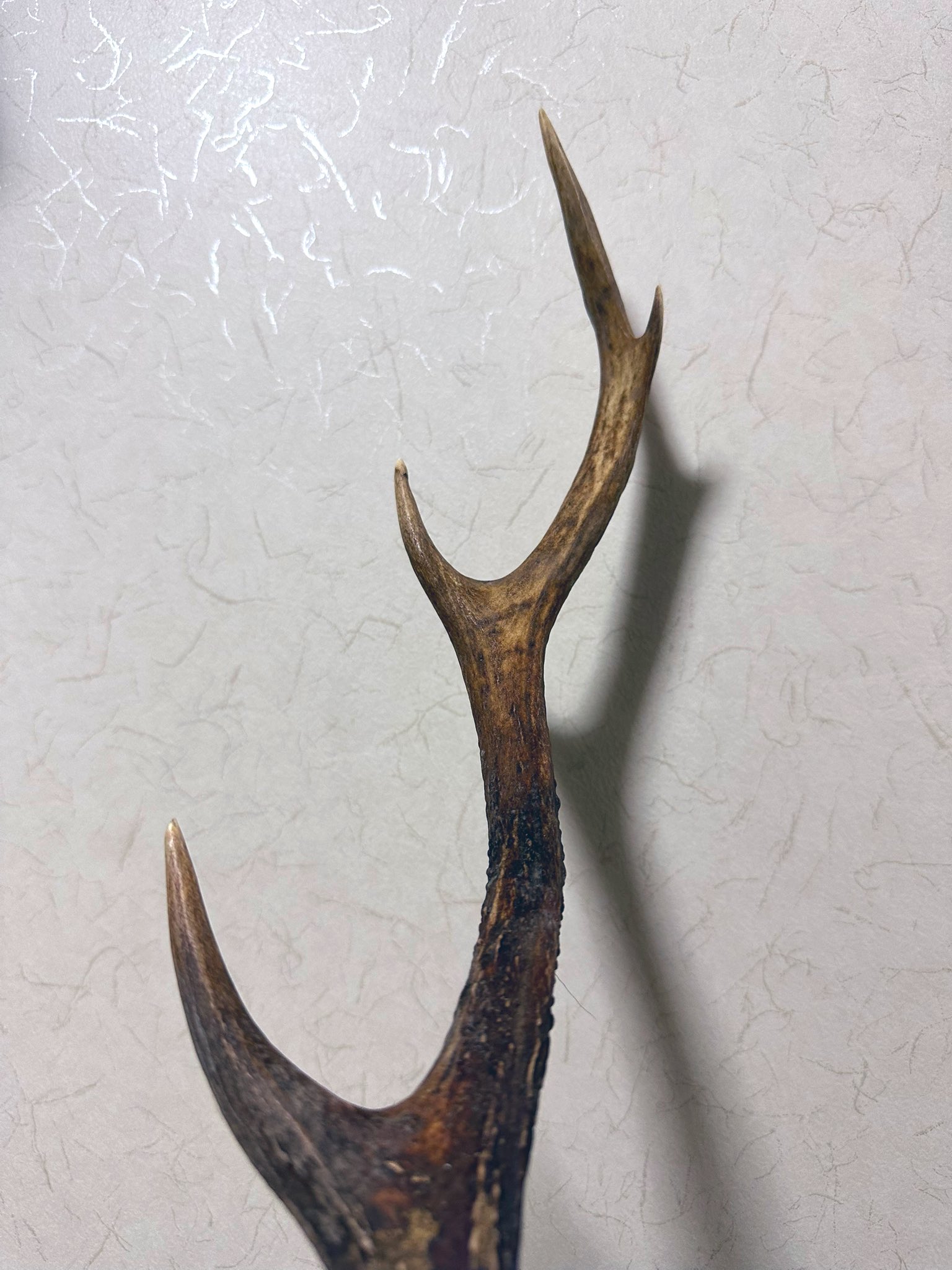 鹿の角 鹿の角 顔つき