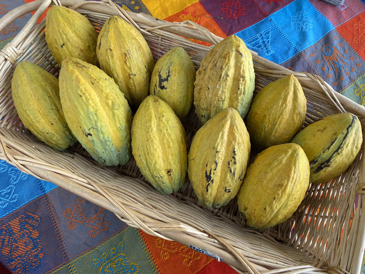 Planeta Cacao 🍫 tweet media