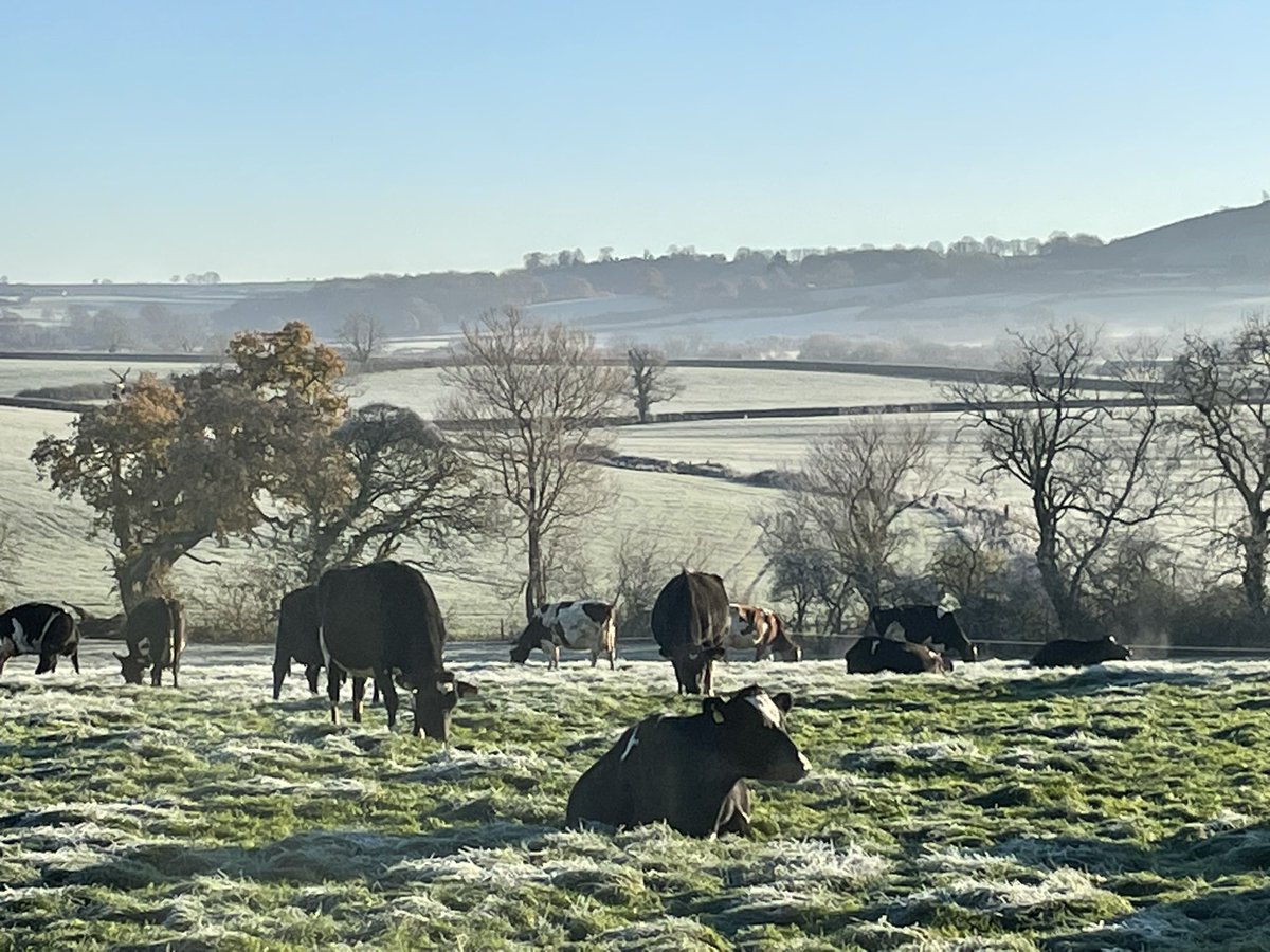 Still grazing 🥶🐄