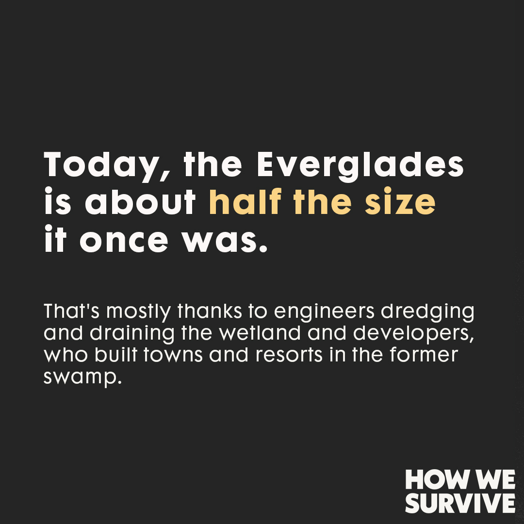 Marketplace's tweet photo. The environmental fallout from draining the Everglades has brought saltwater intrusion, water pollution and soil collapse to South Florida.

On #HowWeSurive, we dig into the connection between the future of the Everglades and South Florida. https://t.co/d8Kaijgt76 https://t.co/7URQvfrxHs