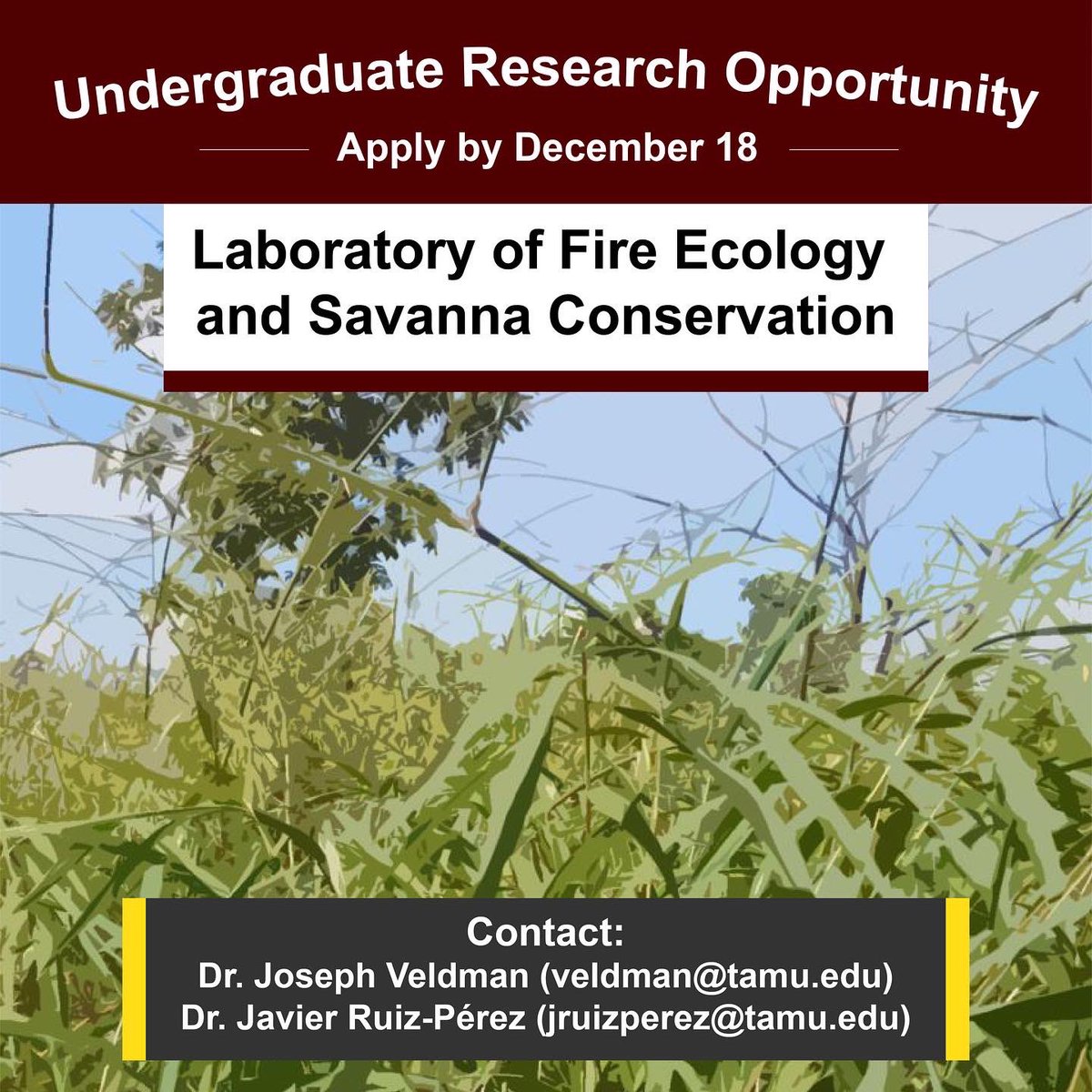 TAMU Honors Program tweet media