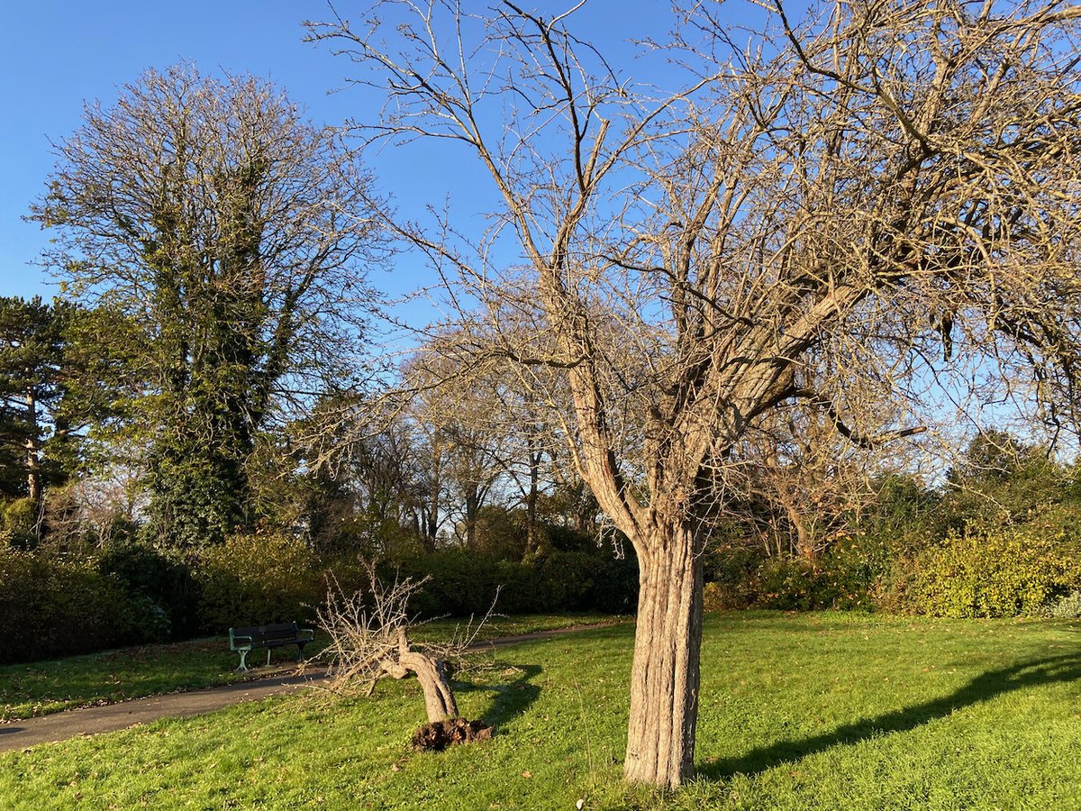 tonylouki's tweet photo. On a reccy with Friends of @JerseyGardens10
 and to introduce @LBofHounslow
 Parks' Martin F, earlier. Play area to be further fenced, gated and hedged to separate from dogs. Looking good, will continue to get better with @TCVIsleworthGG
 on the scene; join them, every Thursday. https://t.co/mfV0PVUdEE