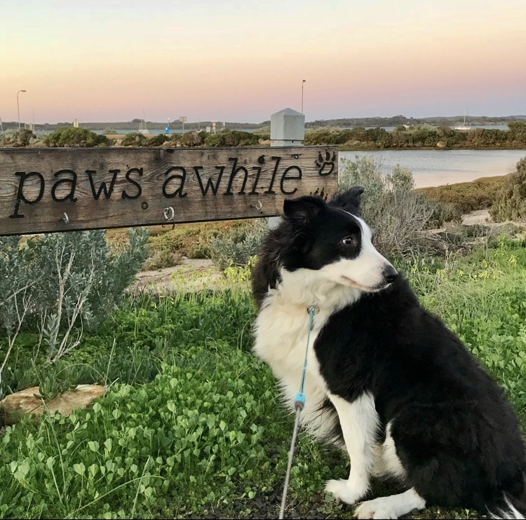 WePublicHealth's tweet photo. Good morning! It's #PetsOfCroakey day!
Please share a photo of your pet with #PetsOfCroakey and we will do a compilation post.
#CroakeyFundingDrive
Two photos of my #ShadowPup – Alison https://t.co/HAFoxh17rw