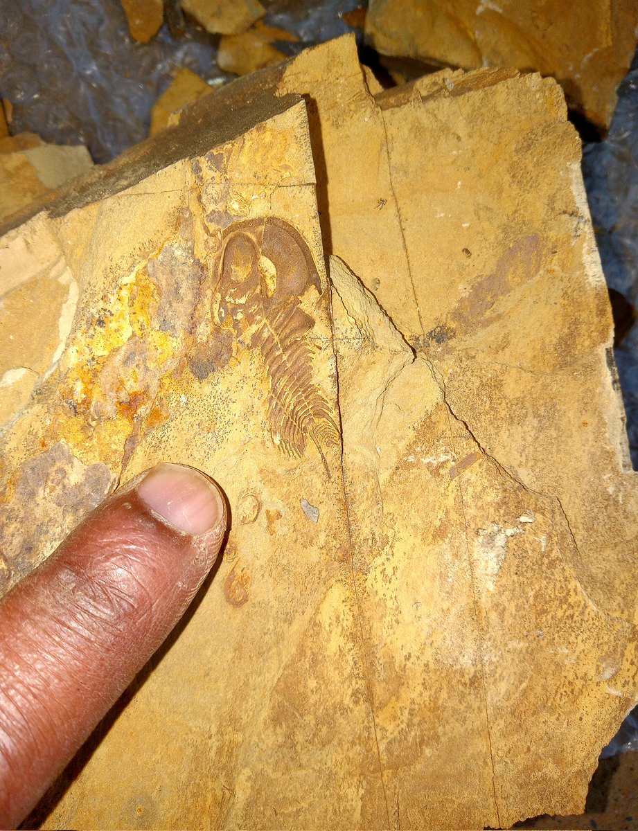 Was splitting Shale rock out on my front porch when all of a sudden boom! A nearly complete Olenellus sp. greets me who a "hello" after 521 million years. The Shale comes from the Lower Cambrian Rome Formation in Montevallo, Alabama.