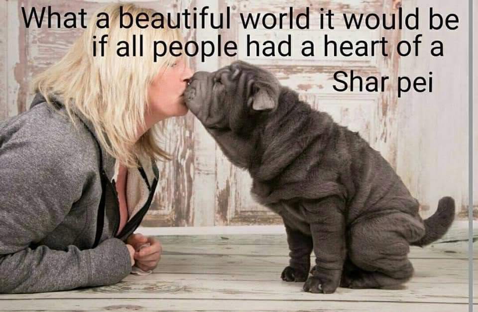 JasonIKMills's tweet photo. Shar-Pei ❤️ https://t.co/SUvsiguGoU