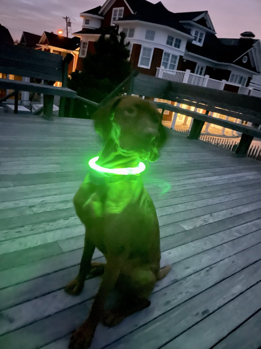 Dana Perino tweet media