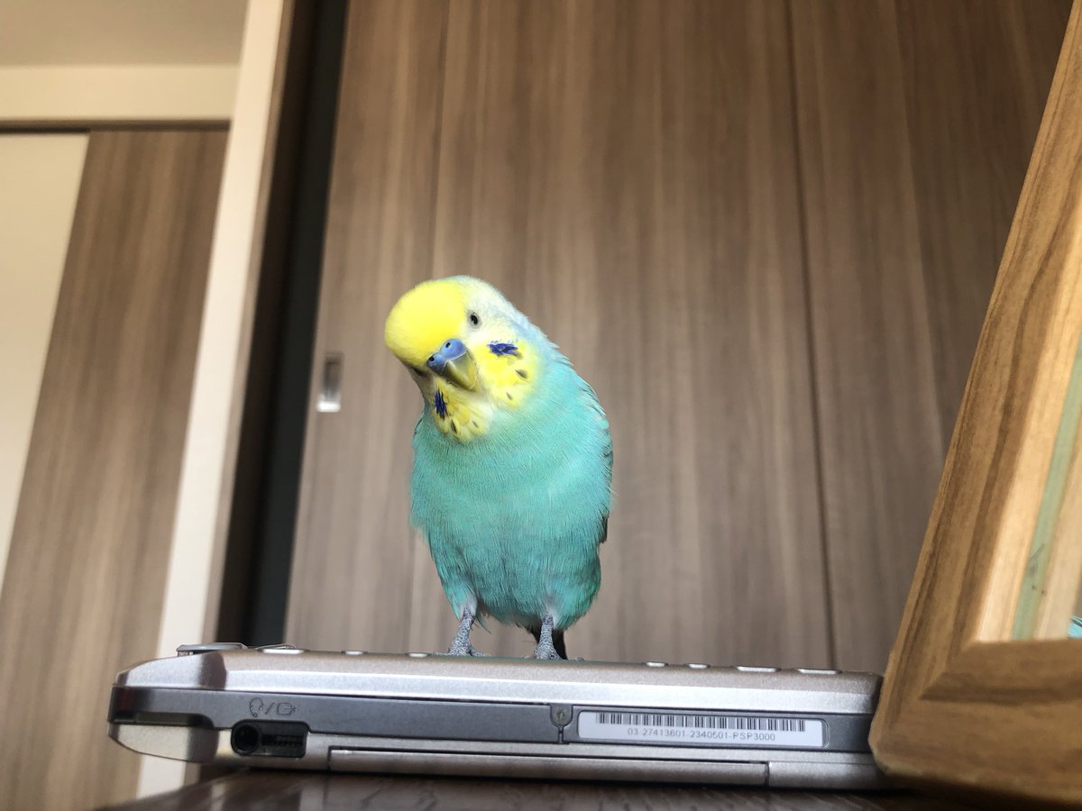 おはようございます☀
可愛すぎる...🥺🥺
最後の首傾げは反則なんよ👊🏻