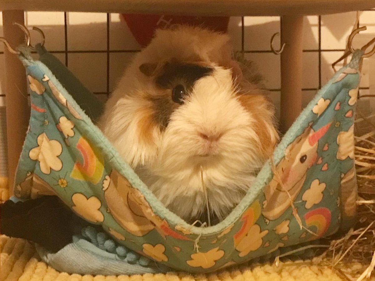 LadyChessington's tweet photo. I canβt figure out if Daisy is unimpressed or posing πππ» πΉπ
#CrazyHairedDaisy https://t.co/hhtl53HllJ