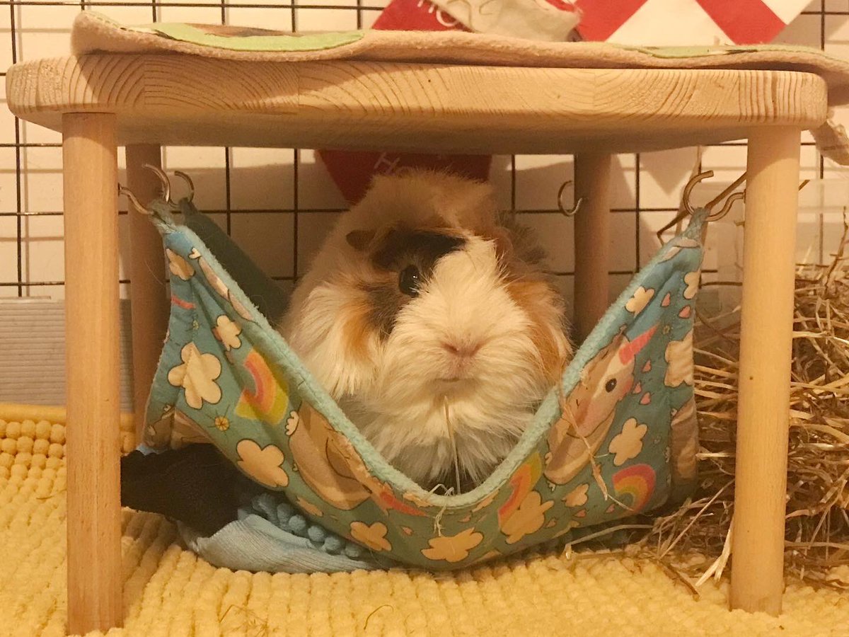 LadyChessington's tweet photo. I canβt figure out if Daisy is unimpressed or posing πππ» πΉπ
#CrazyHairedDaisy https://t.co/hhtl53HllJ