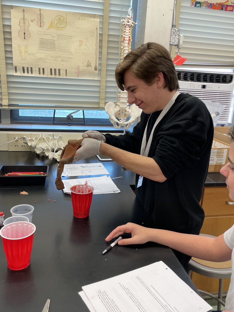 LisaJohnson616's tweet photo. Learning about the digestive system in Mr. Geiger’s class. ⁦@SachemHSNorth⁩ https://t.co/1BAd3ilNki