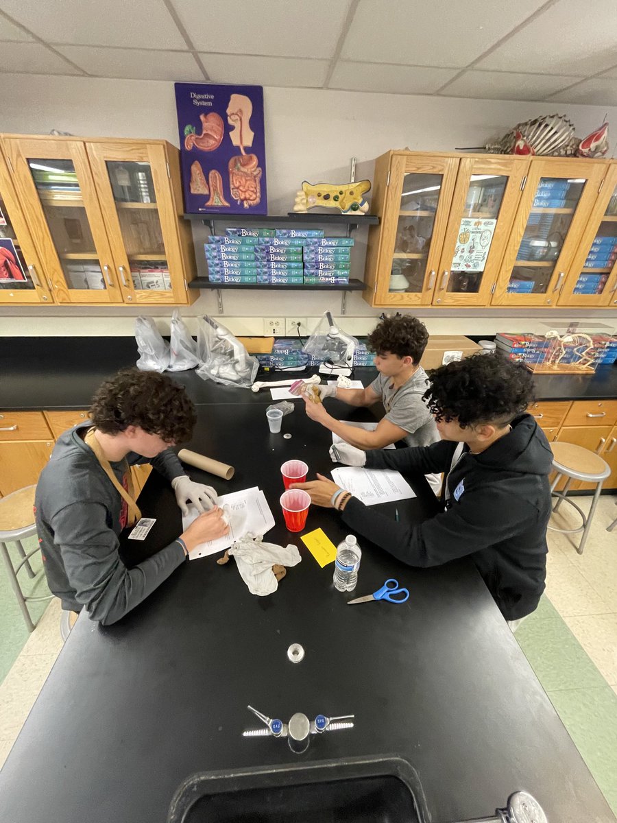 LisaJohnson616's tweet photo. Learning about the digestive system in Mr. Geiger’s class. ⁦@SachemHSNorth⁩ https://t.co/1BAd3ilNki
