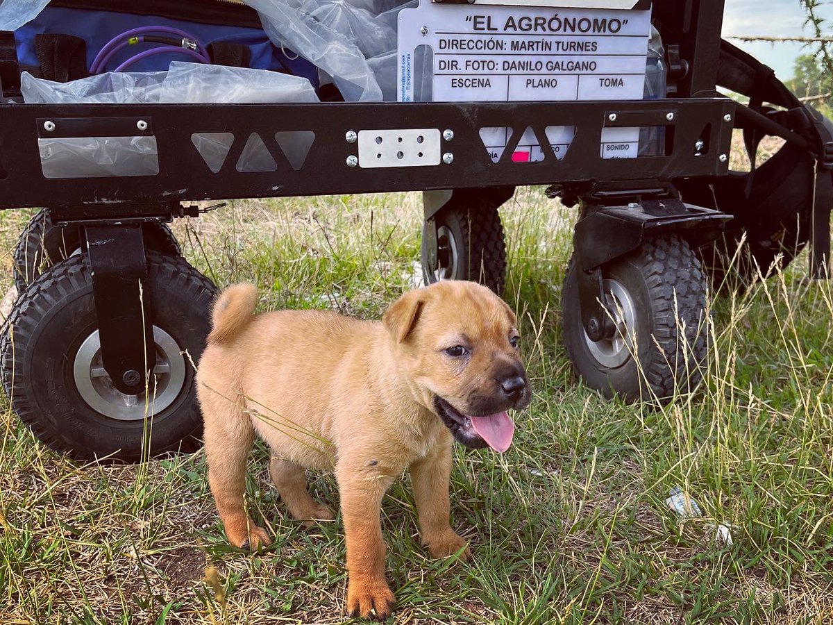 martinturnes's tweet photo. 🎬 @ElAgronomoFilm
🎥 Dir @martinturnes
🐶🛻 Jornada 13
📷 #DiariodeRodaje
#cine #cineargentino #backstage #defiendocineargentino #rodaje #rodajes #enrodaje https://t.co/Bnk9JWoQlO