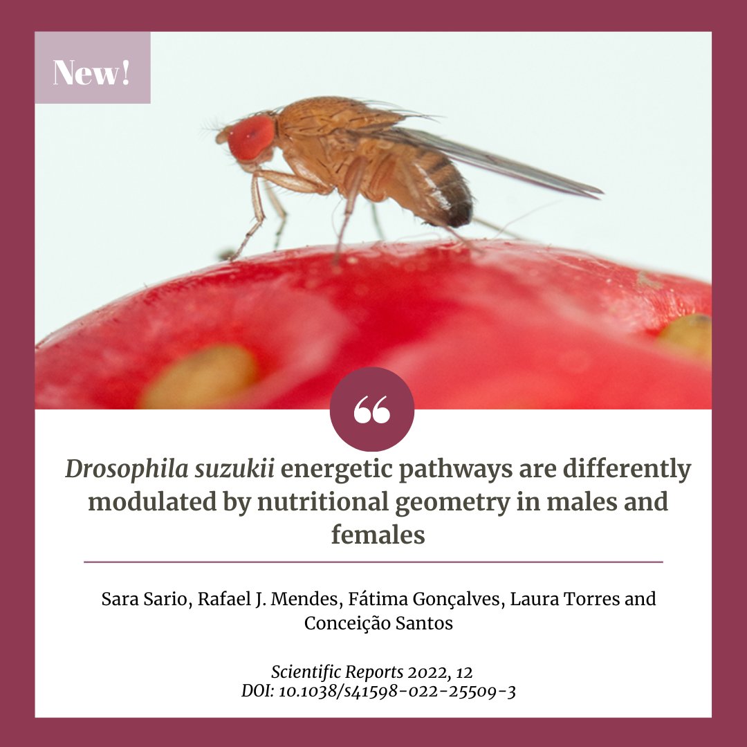iB2_Lab's tweet photo. Our most recent paper, part of Sara's PhD, was just published on Scientific Reports! 🤩 This work evaluated how D. suzukii metabolic and transcriptional pathways are influenced by feeding on different host fruits and how sex influences these responses. 🍓🫐 https://t.co/sPXK3hxo4f