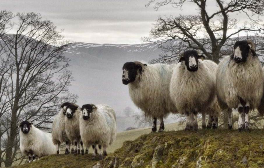 UKReforestation's tweet photo. We fully agree with this short article on the #naturerecovery, #climatemitigation and #agroecological benefits of #agroforestry, and why the practices need to spread across farm systems, fast:
https://t.co/gYYsaCMwNW https://t.co/LCrYq4DKkt