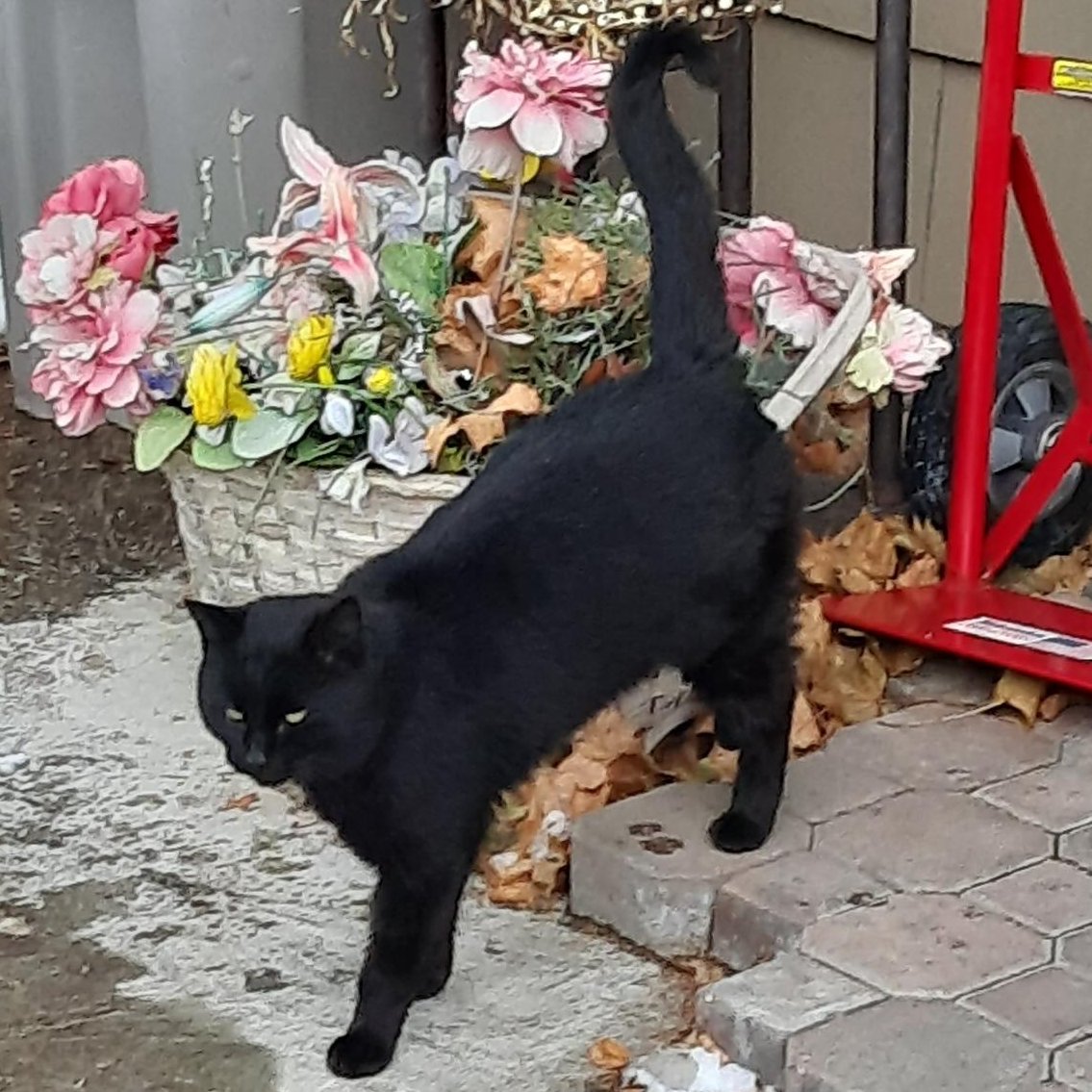 PullmanPolice's tweet photo. Recognize this friendly feline? He's hanging out in the area of NW Lark, stirring up trouble with neighborhood cats. Intact male; black w/some white on chest; green eyes. 

Call Code Enforcement w/ info: (509) 334-0802.  

#DramaKing #AnimalProblems #ItTakesAVillage https://t.co/ICEm9FpRsW