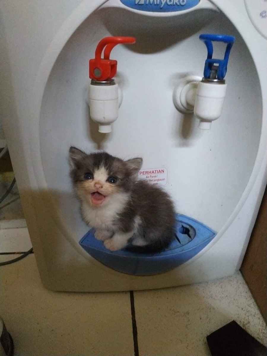 merianacolmek's tweet photo. @AREAJULID kucing aku belum bisa mandi di bath, selalu mandi di dispenser nder. Dis! https://t.co/MAJtmZy9qt