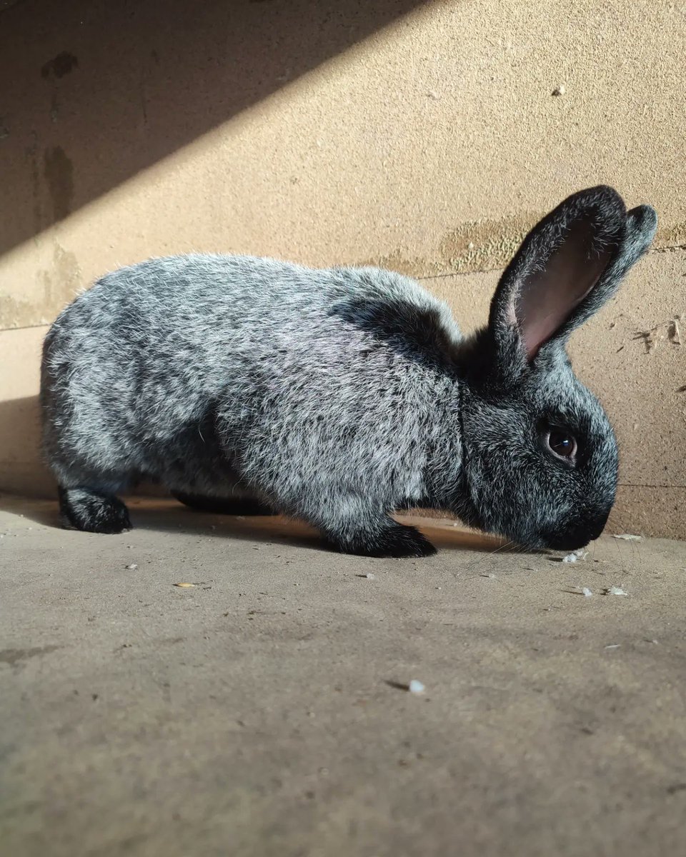 werkacicha's tweet photo. Samiec królika mieszańca o ciekawym kolorze sierści 🐇◻️👩◼️

#rabbit #male #wjs #rabbitsofinstagram #rabbitlover #rabbitlife #rabbitaccount #art #natureart #photographerlife #photoeveryday #photography #photophone #photogram #pet #animal #pets #mypet #newpet #new #breeder https://t.co/884JpRwdCk