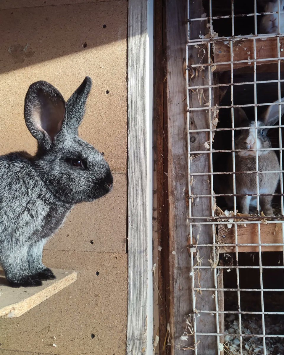 werkacicha's tweet photo. Samiec królika mieszańca o ciekawym kolorze sierści 🐇◻️👩◼️

#rabbit #male #wjs #rabbitsofinstagram #rabbitlover #rabbitlife #rabbitaccount #art #natureart #photographerlife #photoeveryday #photography #photophone #photogram #pet #animal #pets #mypet #newpet #new #breeder https://t.co/884JpRwdCk