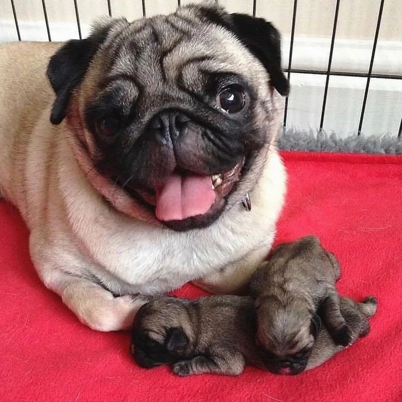 Pug_Henry24's tweet photo. Do you love me. I know you love me.

#pugs #puglife #puppylove #dogsoftwitter https://t.co/hyF9GJdzf1