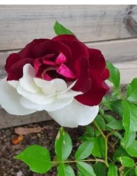 <a href="/LiaVeronas/">Lia Verona 🇨🇺</a> <a href="/Aleida842/">Aleida</a> <a href="/VilmaRa30143114/">Vilma Ramos</a> <a href="/VilmaPerez78/">Vilma Pérez</a> <a href="/MiaNiebla/">Mía Niebla</a> <a href="/MilyJeys/">Mily❤️🇨🇺🏝</a> <a href="/MiaHern9308/">Mia Hernández</a> <a href="/LeyCruzXCuba/">Ley🇨🇺❤️👩🏻‍🏫🌻💚</a> <a href="/MariaCa90787953/">Maria Cabrera</a> <a href="/PortalesConde/">Alejandro Conde Portales</a> Gracias a la vida por todo.
#CubaEsAmor 🇨🇺❤️