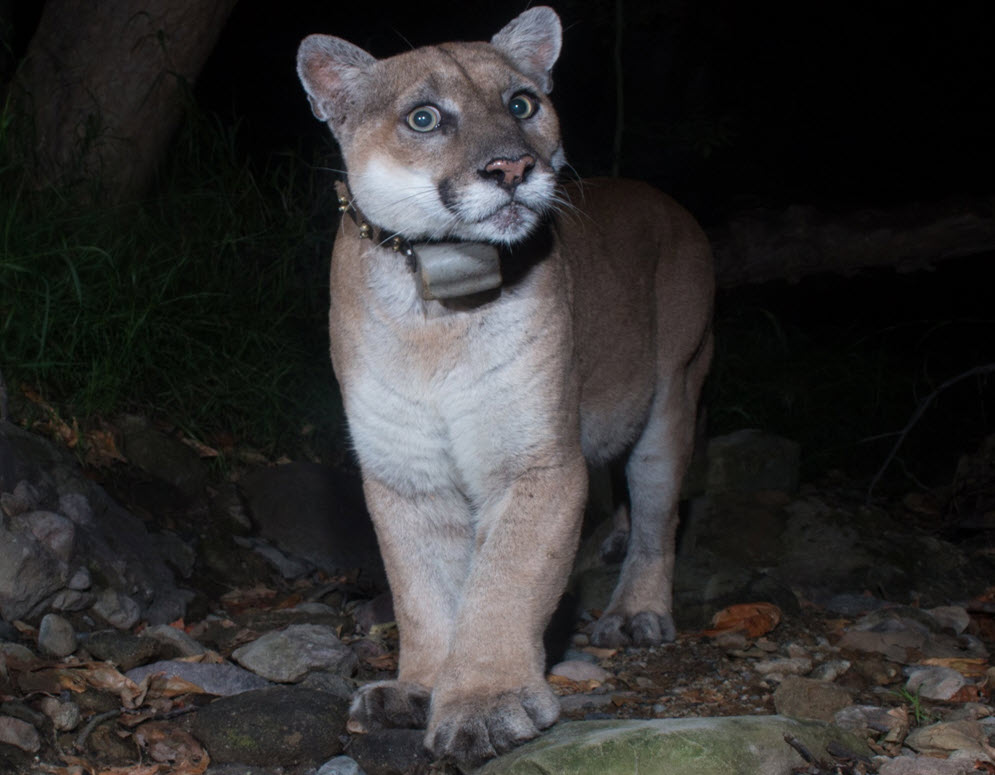 Beth Pratt tweet media