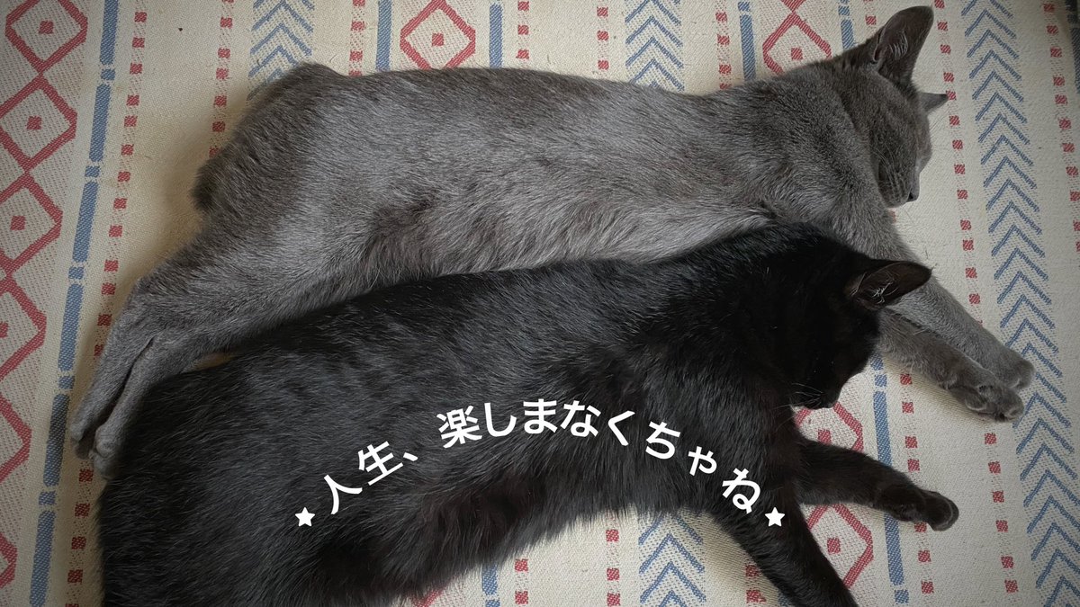 freeperson118's tweet photo. 今日も元気に

スゴシタマエ https://t.co/Lk9ahSrp3N