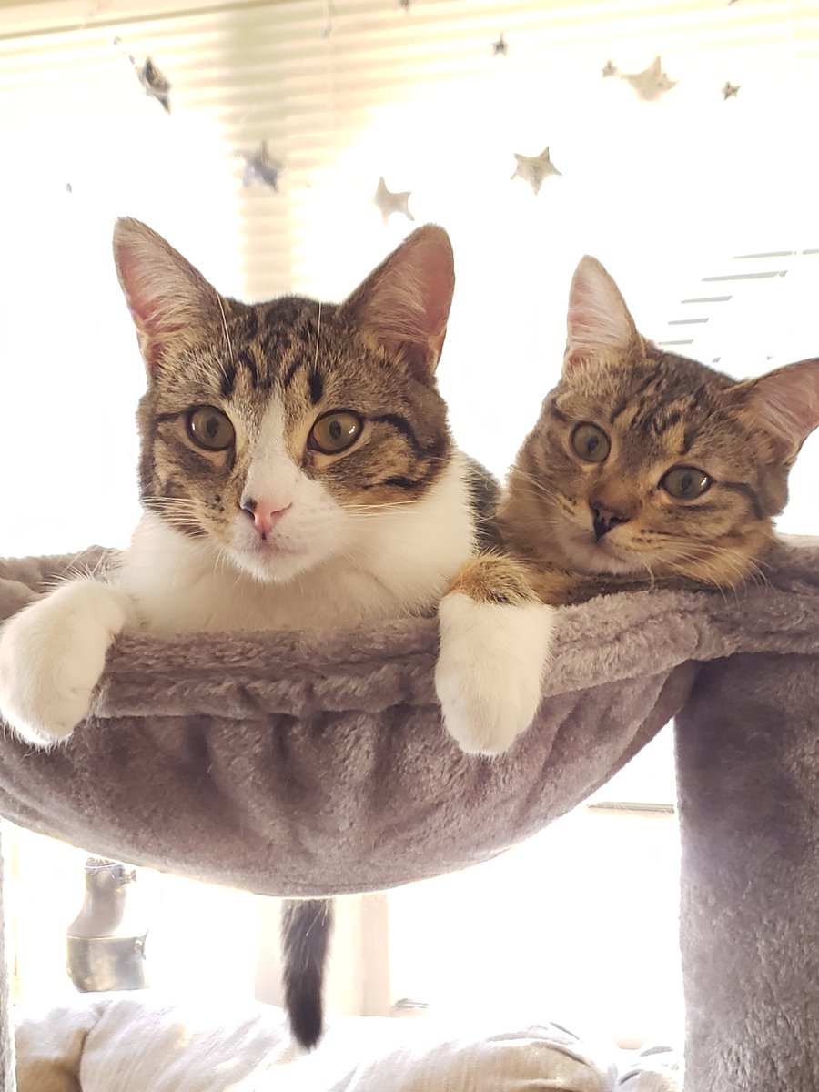 EggleBagel's tweet photo. 🥚 (and his sister too) https://t.co/pzIVcTRept