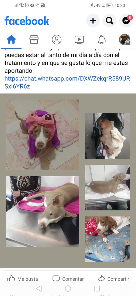 AntoAleCastaed1's tweet photo. HOLA!!! por favor Masha pide de tu apoyo para poder continuar su rehabilitación. 🙏🙏https://t.co/VQWBXgBQP4 https://t.co/8MadXaR0yb