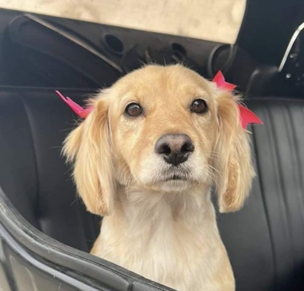 ticnt_'s tweet photo. La siguen arreglando cada mes y sigue sin familia, si alguien está interesado en ella puede escribir a los números del hilo, ya se cumplirá un año de su rescate y nadie pregunta por ella :(  es una perrita que ha pasado por mucho, ayuden a que conozca el amor de un hogar🥲 https://t.co/0c8InHVttY
