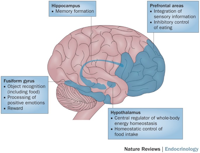 chrost_hugo's tweet photo. Insulin-sensitive brain areas in humans.

Source: @Nature 

#neuroscience #MedTwitter https://t.co/ICGL6QLP3L