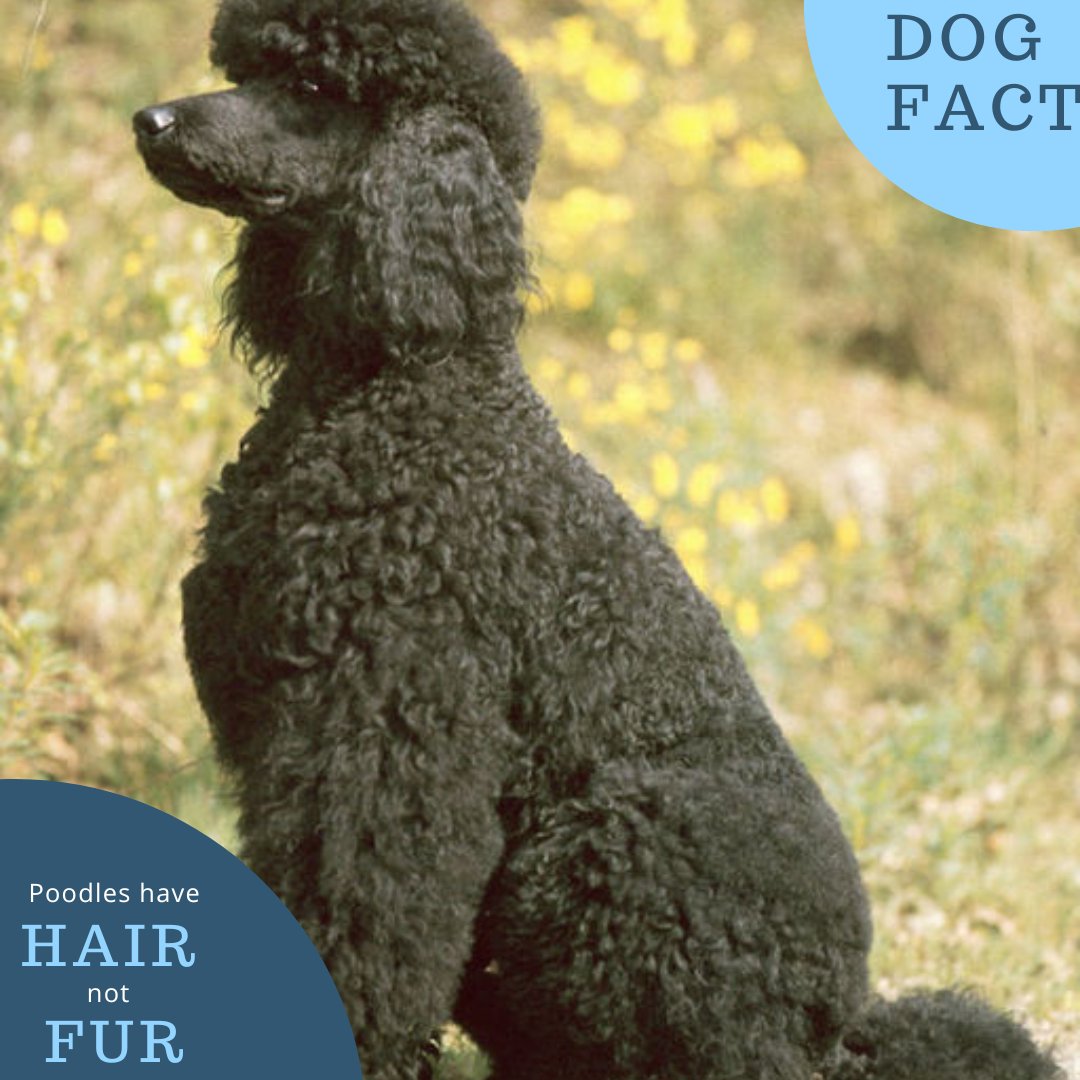 DogGoodies's tweet photo. Fur grows to a certain length and then sheds. Hair does not fall out and never stops growing. Poodle hair, like human hair, can respond to hormonal changes in the body. #poodle #dog #poodlesofinstagram #pets #didyouknow #fact https://t.co/JXLqDP7zIz